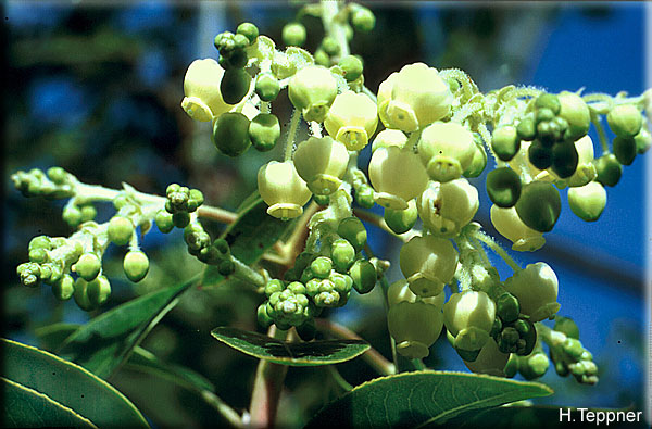 arbutus-andrachne